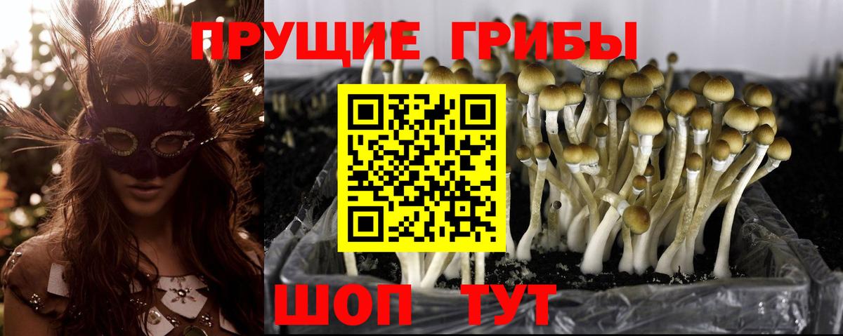 Галлюциногенные грибы Cubensis Белгород